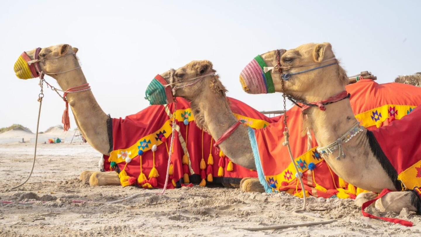 desert safari dubai guide