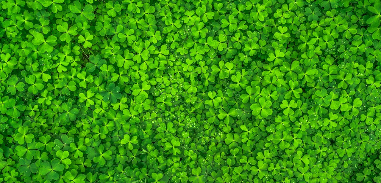 clover leaves