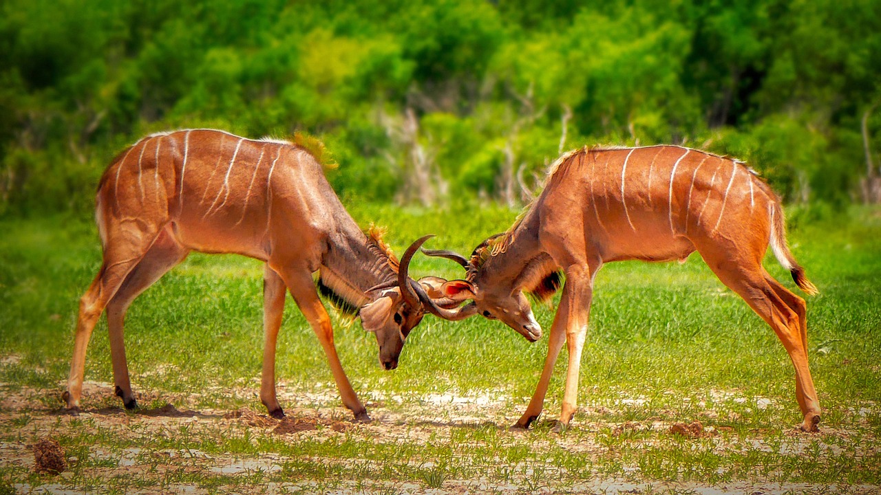 Zimbabwe Safari